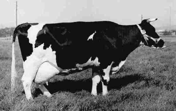 Як визначити приблизний вага корови без ваг