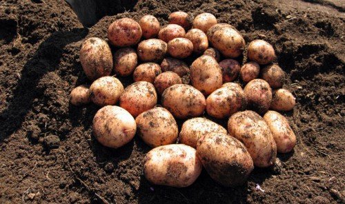 Картопля Аврора: опис сорту, характеристика