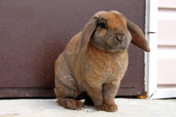 Кролик Рекс: опис і особливості породи