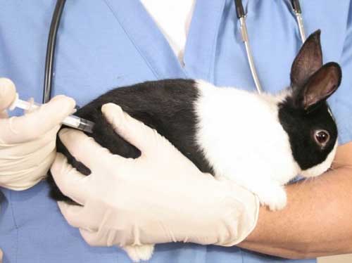 Міксоматоз у кроликів – як лікувати