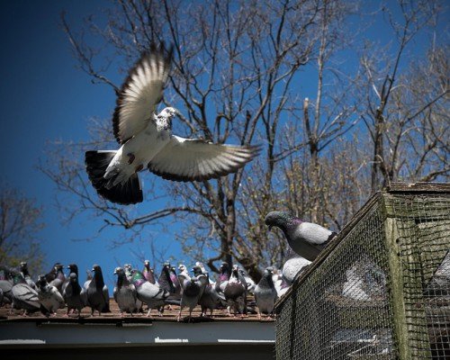 Хвороби голубів і як їх лікувати: огляд