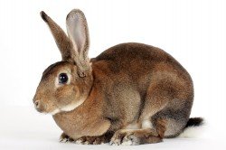 Скільки триває нормальна вагітність у кроликів