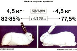 Домашні кролики мясних порід: розведення і догляд