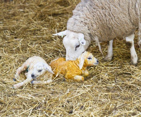 Вівці Тексель: опис породи, характеристики, особливості