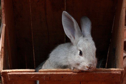 Порода кролів  Радянська Шиншила: опис, розведення