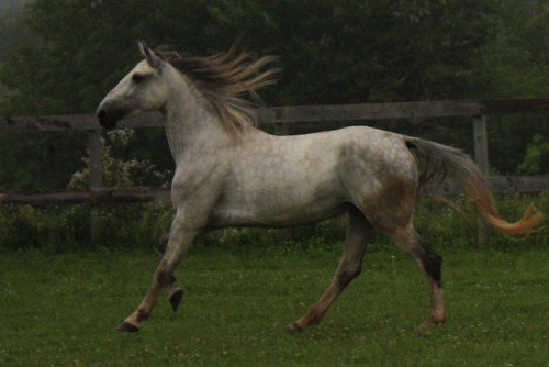 Порода коней Орловський рисак: опис, зміст, догляд