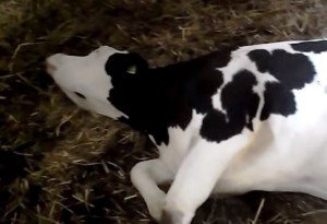 Післяпологовий парез у корів: причини, симптоми і лікування