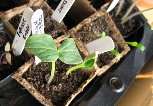 Як посадити огірки на розсаду правильно: в теплицю, в грунт