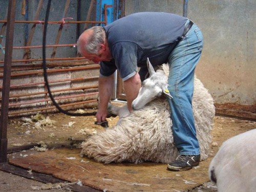 Вівчарство, як бізнес: поради починаючому фермеру