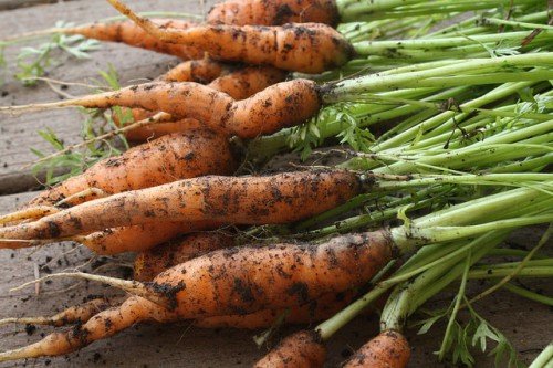 Посадка моркви насінням у відкритий грунт правильно