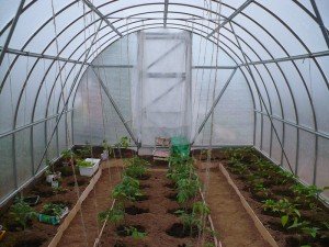 Перці в теплиці з полікарбонату — вирощування рослин в поликарбонатном парнику