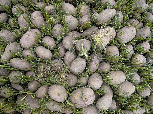 Яровизация картоплі перед посадкою: терміни, секрети