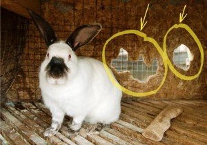 Чому кролики гризуть клітини і як їх відучити