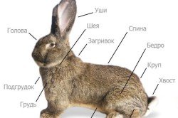Які існують хвороби карликових кроликів?