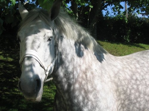 Порода коней Першерон: опис, зміст, догляд