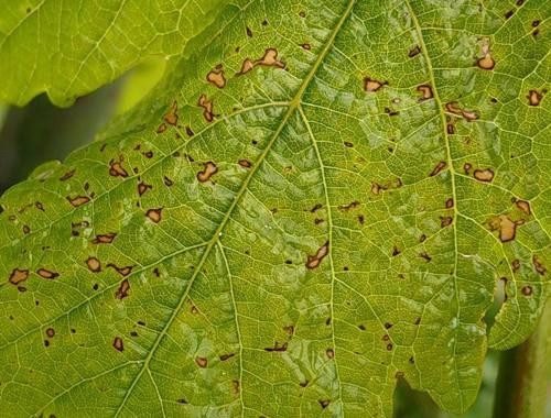 Коричневі листя на винограді: причини, ніж лікувати