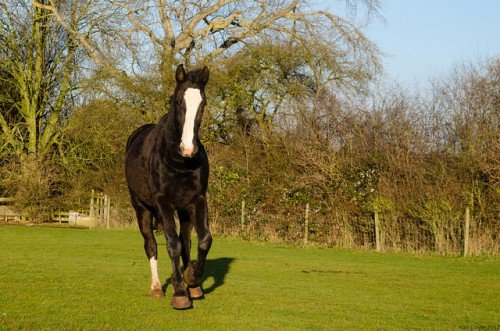 Англійська чистокровна кінь: опис, породи