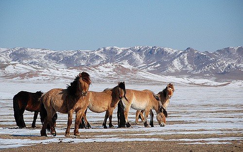 Коні монгольської породи: опис, розведення