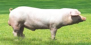 Біла порода свиней мясного напряму.
