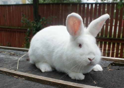 Продам кроликів Новозеландської породи: опис, зміст