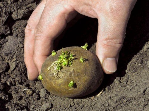 Як правильно садити картоплю: на якій відстані