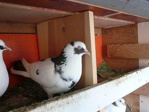 Бакинські бойные голуби: опис, фото