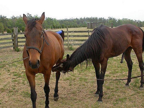Хвороби коней: симптоми, лікування, препарати