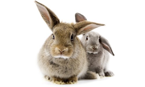 Домашні кролики мясних порід: розведення і догляд