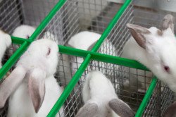 Якими повинні бути промислові клітки для кроликів