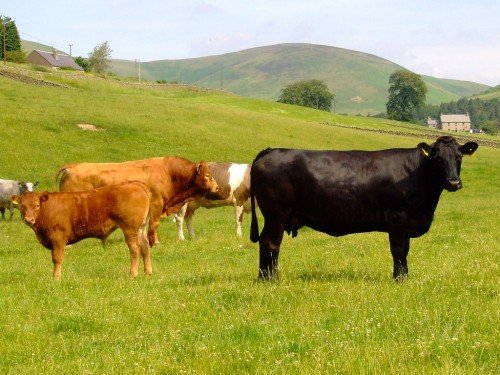 Утримання і годівля биків виробників в домашніх умовах
