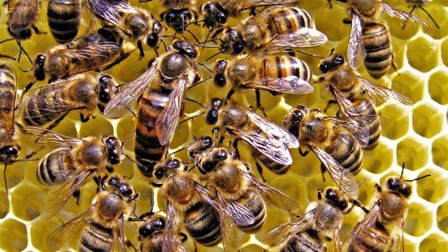 Утримання бджіл у вуликах ніж двокорпусних