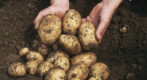 Вирощування картоплі за голландською технологією: посадка