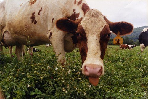 Лікування вимені корови: набряк, забій, бородавки, віспа, запалення