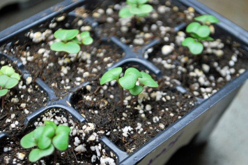 Посадка капусти на розсаду: вирощування в домашніх умовах