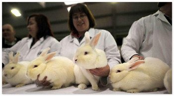 Розмноження кроликів і всі основні нюанси цього процесу
