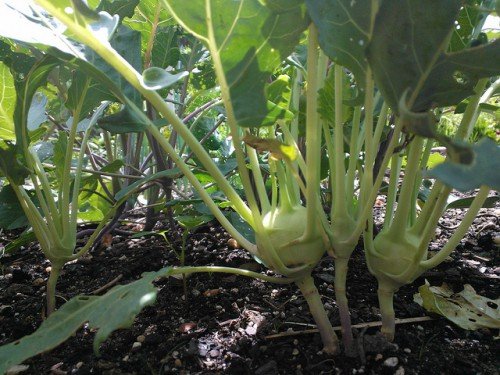 Капуста Кольрабі: вирощування з насіння, догляд, зберігання