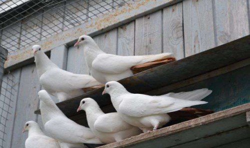 Ставні голуби: опис породи, фото