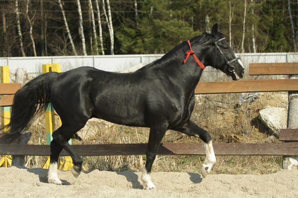 Орловська порода коней: історія, опис з фото
