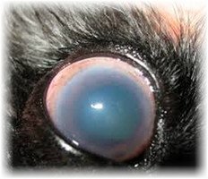 Хвороби очей у кроликів: причини, симптоми і методи лікування