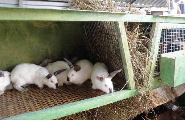 Основи і плюси утримання кролів у клітках