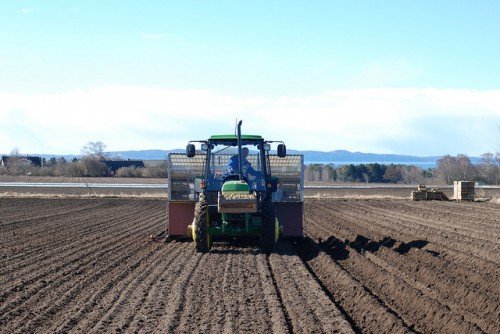 Грунт під картоплю: підготовка, обробка землі