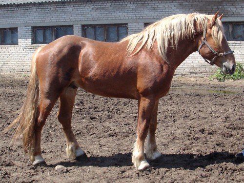 Породи коней Ваговозів: опис, зміст, догляд
