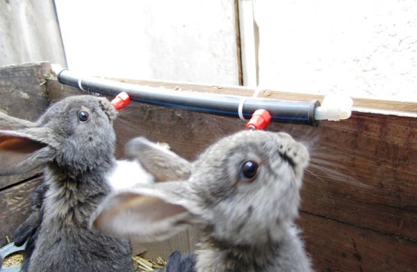Робимо ніпельні поїлки для кроликів своїми руками
