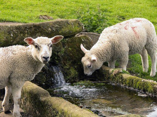 Вівці породи Прекос: характеристика, огляд, фото