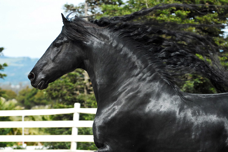 Фризька кінь: опис з фото, екстерєр, характер