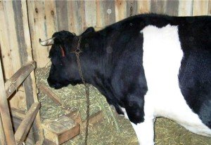 Як запустити шлунок корови у випадку закупорки?