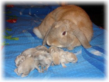 Як утримувати і розводити кроликів в зимовий період