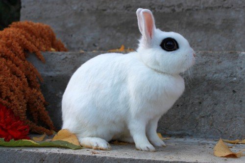 Породи декоративних кроликів: характеристика, зміст, догляд