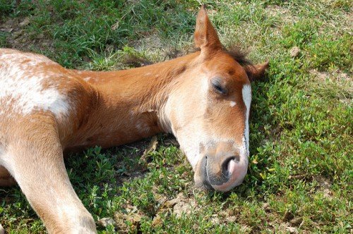Як сплять коні: стоячи або лежачи   цікавий факт