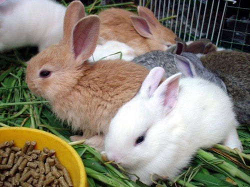 Скільки комбікорму зїдає кролик в день: добова норма